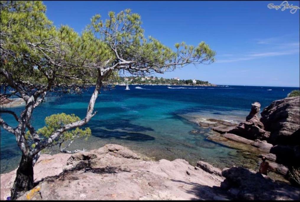 Chaleureux Appartement Face Au Port Sta Lucia, Tout A Pieds, Wifi Saint-Raphaël Exterior foto